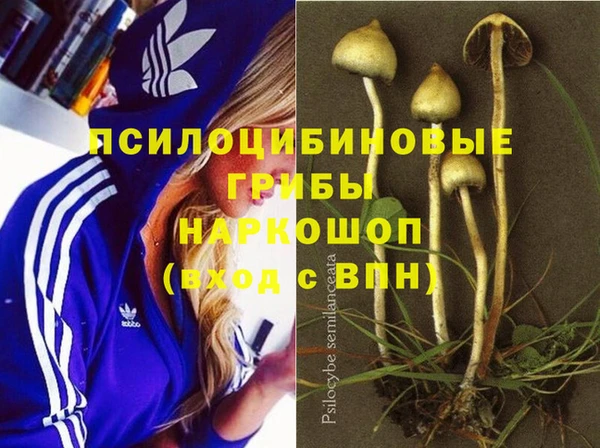 прущие грибы Абаза